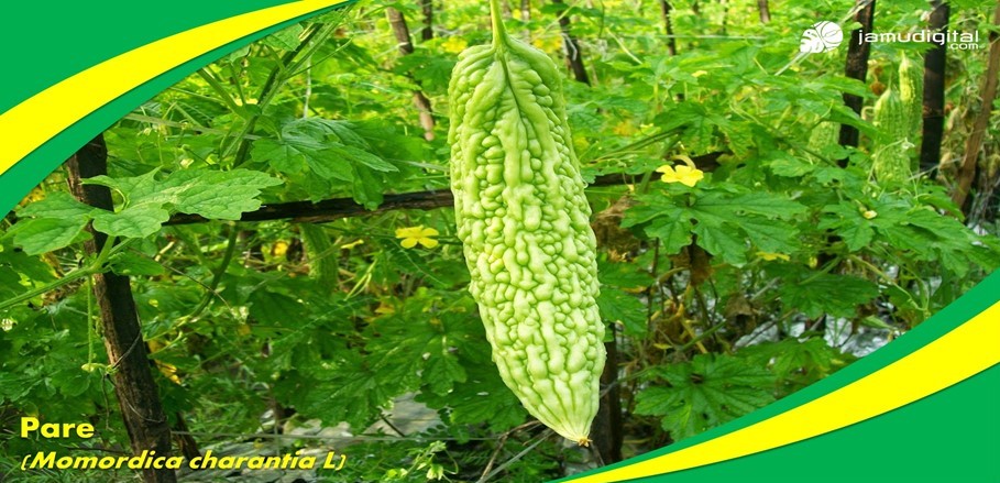 Ragam Manfaat Tanaman Pare Ragam Manfaat Tanaman Pare